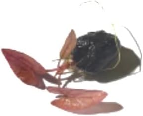 Marcus Fish Tanks - Tiger Lotus Lily Nymphaea Lotus - Live Aquarium Plants - Freshwater Aquatic Plant Buy 2 Get 1