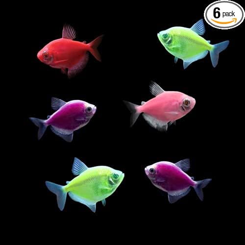 GloFish Live Fish Collections (Tetra Basic)