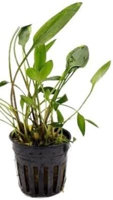 Lush Green Lutea Crypt (Cryptocoryne Lutea) Bundles (3-5-12)- Vibrant Freshwater Aquarium Plant (12)