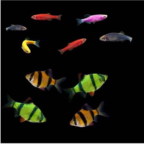 GloFish Live Fish Collections (10G Active)