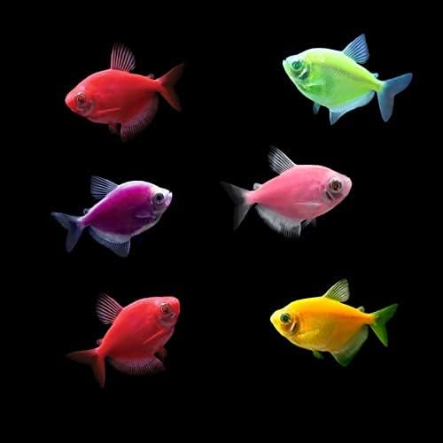 GloFish Live Fish Collections (Tetra Basic)
