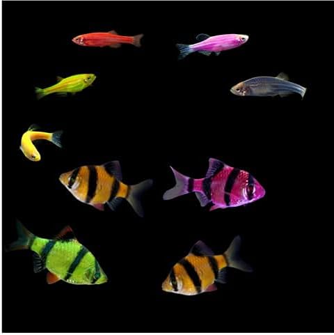 GloFish Live Fish Collections (10G Active)