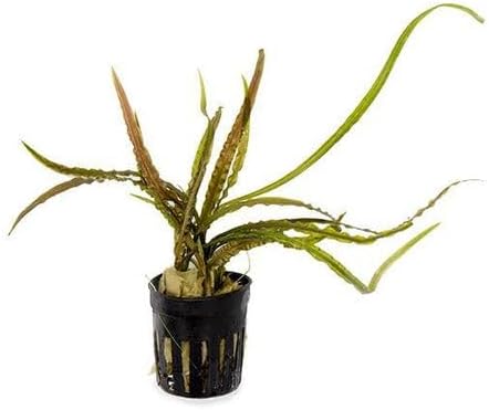 SubstrateSource Cryptocoryne Live Aquarium Plants - Freshwater Plant for Aquariums, Planted Fish Tanks - Beginner Friendly (Retrospiralis, 3 Pots (15-20 Plants))
