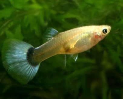 Swimming Creatures™ 6 Female Guppy Live Tropical Freshwater Aquarium Fish