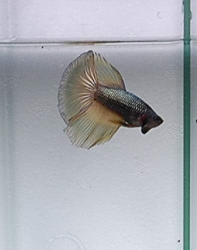 Quinn's Fins- Live Super Delta Betta