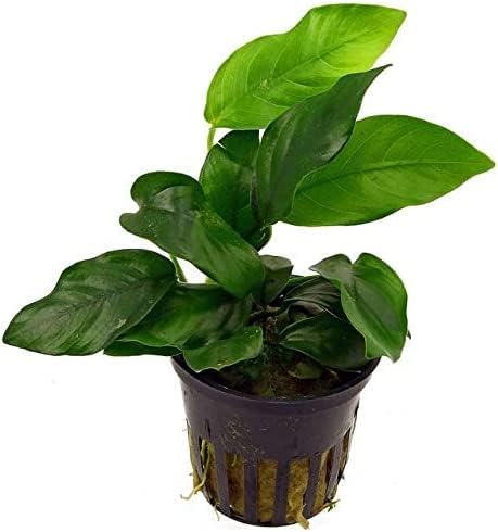 Potted Live Aquarium Plants Bundle - Easy and Snail Free Aquatic Plants (3 Pots)