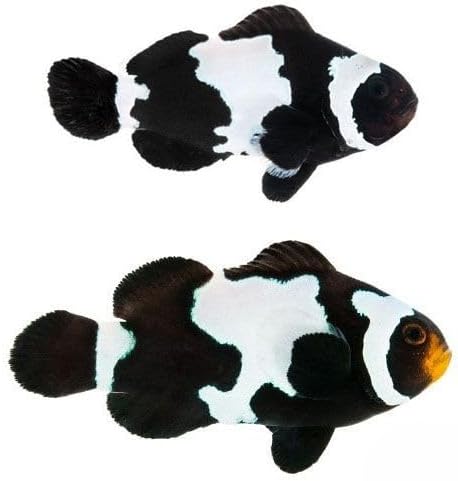 2-Pack Black Snowflake Ocellaris Clownfish – Captive-Bred Live Saltwater Aquarium Fish Pair – Reef Safe, Peaceful, Tank Bred – Unique Pattern for Marine or Reef Tanks