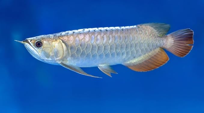 8mm - 5/16" Carnivore Sinking Pellets for Carnivore Cichlids, Catfish, Monster Fish, Bottom Fish, All Large Fish, Also Koi & Pond Fish. - WL…2-lbs 4oz Jar