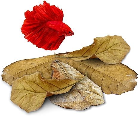 JOR 25 Pack Large Catappa Indian Almond Leaves for Bettas, 7-9 Inches, Effortless Water Conditioning, Great Values, Help Bettas and Tropical Fish Thrive