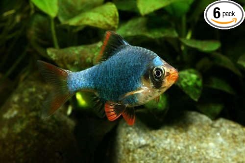 Green Tiger Barb (Pack of 6) Live Fish for Aquarium. (Puntigrus tetrazona) Active, Colorful, and Ideal for Community Aquariums. Easy to Care for, These Fish Freshwater Live Alongside Other Species.