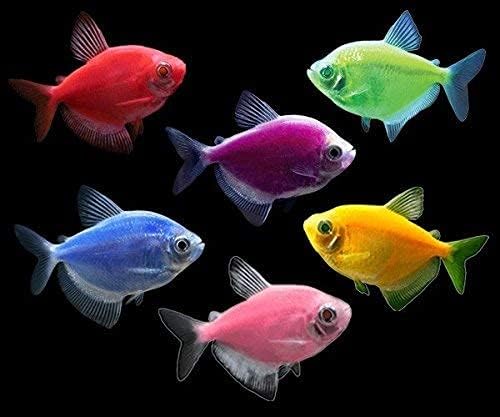GloFish Live Fish Collections (Tetra Basic)