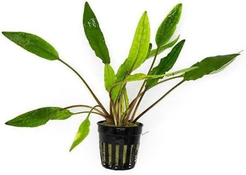 SubstrateSource Cryptocoryne Live Aquarium Plants - Freshwater Plant for Aquariums, Planted Fish Tanks - Beginner Friendly (Sri Lanka, 1 Pot (3-5 Plants))