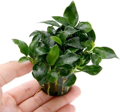 Marcus Fish Tanks Anubias Nana Petite Live Aquarium Plants Potted Freshwater Auatic Plant