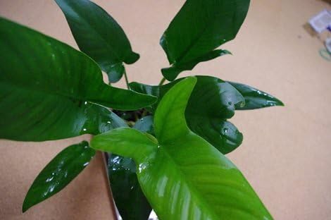 Potted Anubias Plants | Live Freshwater Aquatic Plants for Aquariums and Terrariums - Low Light, Low Maintenance (Anubias Hastifolia, 1, Count)