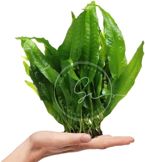 Swimming Creatures™ Live Aquarium Plants (Java Fern (1 Bunch))