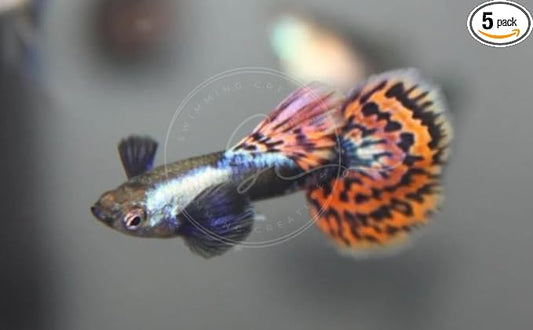 Swimming Creatures™ Tropical Live Guppy Freshwater Aquarium Fish (5 Dumbo Ear Male Guppy)
