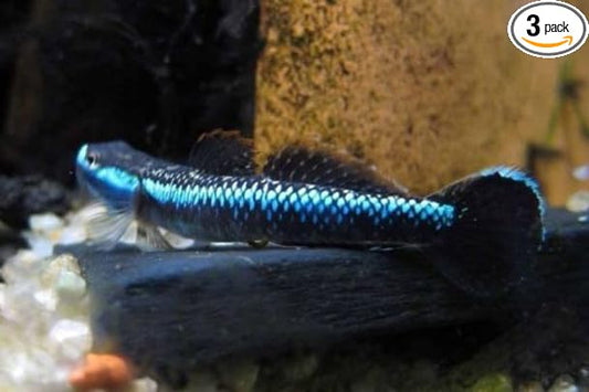 3 Pack - Male Neon Blue Stiphodon Goby Live Freshwater Aquarium Fish