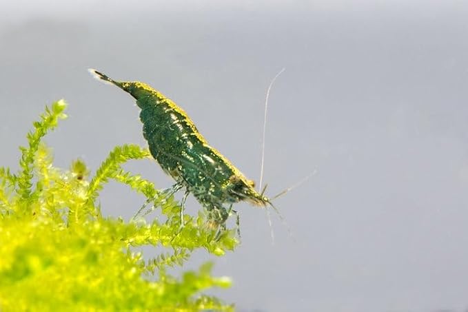 SubstrateSource Neocaridina davidi Green Jade Shrimp for Freshwater Aquariums (10 Shrimp)
