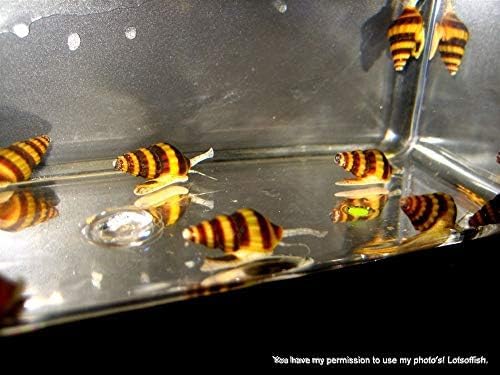 (20) Pack of Assassin Snails Live for Aquarium Pond or Fish Tank