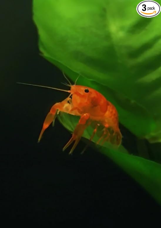 Live 3 CPO Mexican Orange Dwarf Crayfish CPO- You get 3