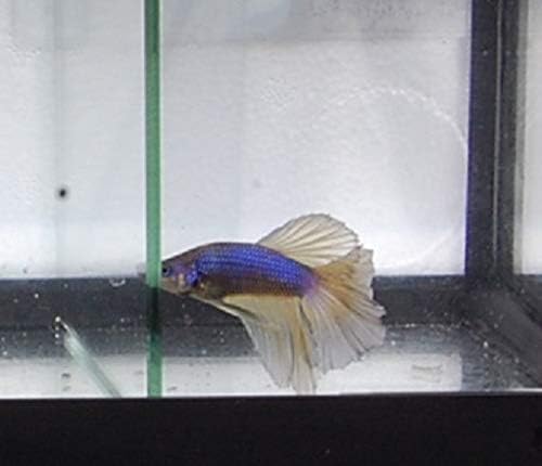 Quinn's Fins- Live Super Delta Betta