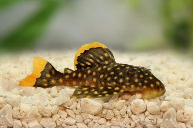 Pleco Food,Veggie Mix,Krill,Spirulina,Brine Shrimp,Cory Cats,Bottom Feeders,Snail,Shrimp,Plecostomus,Wafers,Garlic & Kelp A16 (32oz - 2 LBS)