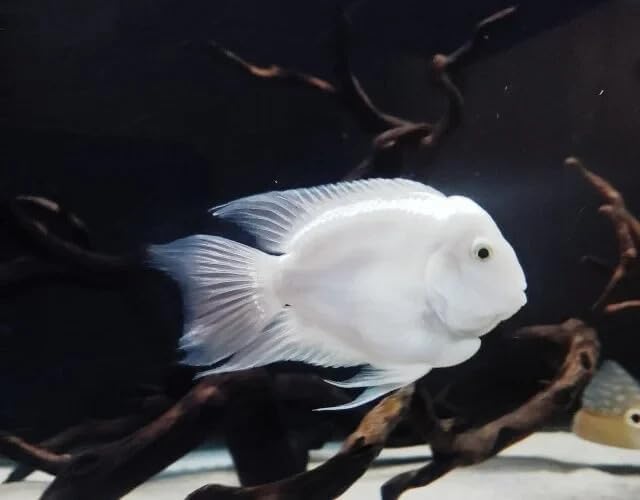 Platinum Snow White Parrot Fish 1.5 Inch – Rare White Hybrid Parrot Cichlid, Bright Platinum Color Freshwater Aquarium Fish, Hardy Semi-Peaceful Community Cichlid for Display & Grow-Out Tanks
