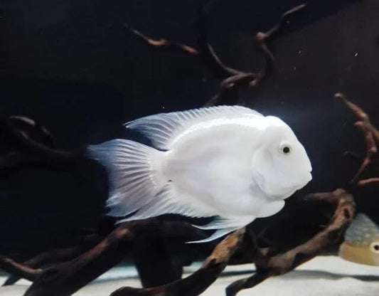 Platinum Snow White Parrot Fish 1.5 Inch – Rare White Hybrid Parrot Cichlid, Bright Platinum Color Freshwater Aquarium Fish, Hardy Semi-Peaceful Community Cichlid for Display & Grow-Out Tanks