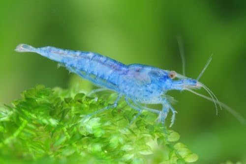 SF Aquatic™ 20 Blue Velvet High Grade Live Freshwater Aquarium Neocaridia Shrimps Inverts. Adult Breeding Age. Live Arrival Guarantee.