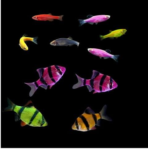 GloFish Live Fish Collections (10G Active)