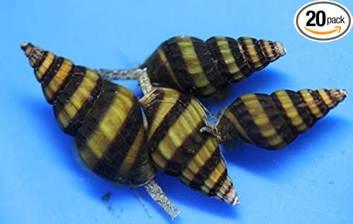 (20) Pack of Assassin Snails Live for Aquarium Pond or Fish Tank