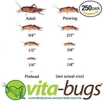 Timberline Vita-Bugs 1/4" Live Crickets, Count of 250, 250 CT