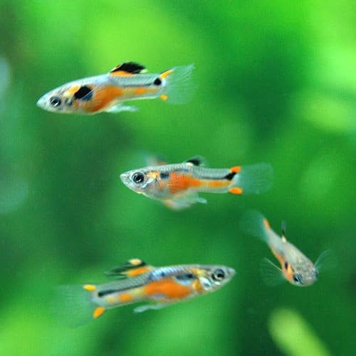 Swimming Creatures™ Tropical Live Guppy Freshwater Aquarium Fish (6 Assorted Color Endler)