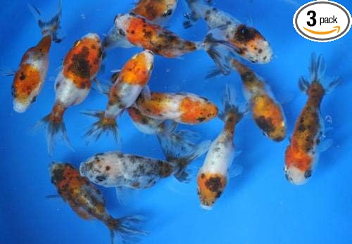 3 Pack Live sm. Calico Ranchu Goldfish for Aquarium Fish Tank or Pond