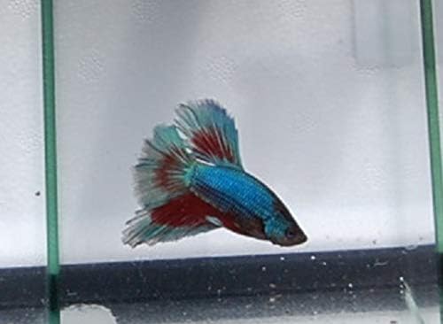 Quinn's Fins- Live Super Delta Betta