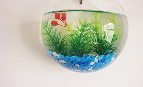 Wall Mounted Acrylic Fish Bowl