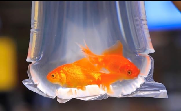 Fishery Bags 4 Inches Leak Proof Rounded Bottom Clear Plastic Fish Bags for Shrimps and Betta Fish Transport. (4" x 12" / 1000 Pack / 3 Mil)