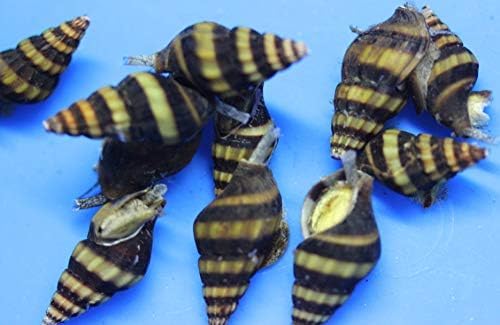 (20) Pack of Assassin Snails Live for Aquarium Pond or Fish Tank