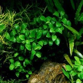 Marcus Fish Tanks - Anubias Nana Petite Anubias Plant Live Aquarium Plants Aquatic Plant Buy 2 Get 1