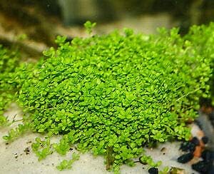 Marcus Fish Tanks - 3X Micranthemum Monte Carlo Pots Easy Live Aquarium Plants