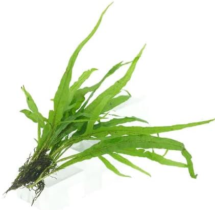 Live Aquarium Plants Bundle – 6 Freshwater Plants for Fish Tanks, Easy Beginner Low Light Aquatic Plant Pack, Mixed Variety