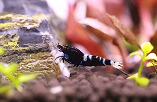 ShrimpRack™ 10 Black German Pinto Freshwater Aquarium Shrimps 1/4 to 1/2 inch Long.