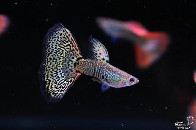 Swimming Creatures™ Tropical Live Guppy Freshwater Aquarium Fish (5 Assorted Cobra Guppy)