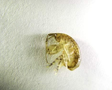 100 Amphipods and 16oz Tisbe Copepods Pods. Live Seahorse and Mandarin Fish Food Aquarium