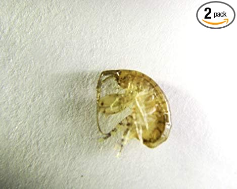 100 Amphipods and 16oz Tisbe Copepods Pods. Live Seahorse and Mandarin Fish Food Aquarium