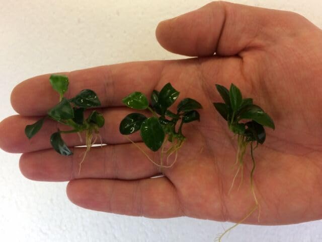 Marcus Fish Tanks - Anubias Nana Petite Anubias Plant Live Aquarium Plants Aquatic Plant Buy 2 Get 1