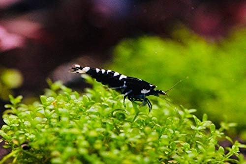 ShrimpRack™ 10 Black German Pinto Freshwater Aquarium Shrimps 1/4 to 1/2 inch Long.