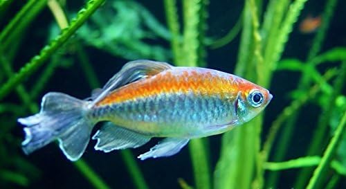 Live Freshwater Congo Tetra Fish - 2" Congo Tetra - Great for Aquariums - Populate Your Fish Tank!