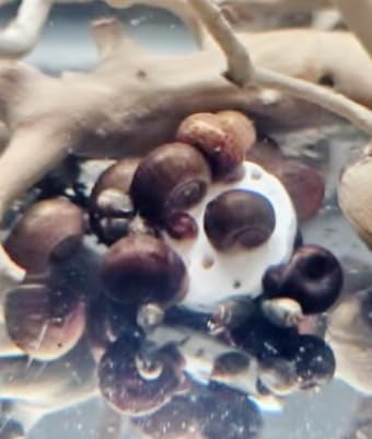 Small & Medium Calcium Feeder Disks for Shrimp, Snails, Crabs, Crayfish, Hermit Crabs and All Tropical Fish…30 Count Bag of Small & Medium