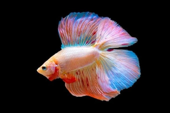 Color Enhancing 0.5mm Floating/Slow Sinking/Sinking Color Enhancing Micro Granules for All Small & Baby Discus, Cichlids, All Tropical Fish…3.8oz Sm Round Jar